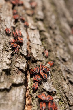 heteropters ağaç üzerinde