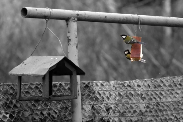 stock image Birds and feeder