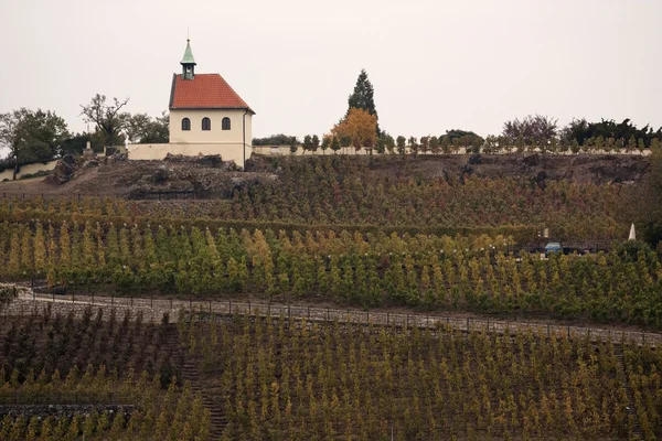 Vineyard in Prague — Stock Photo, Image