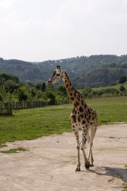 Zürafalar Hayvanat Bahçesi