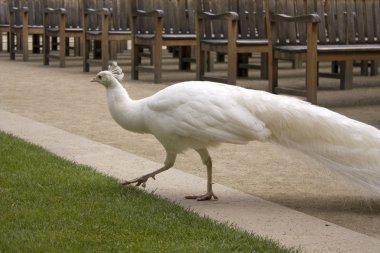 Castle park peacock