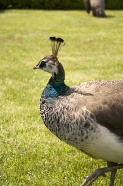 Castle park peacock