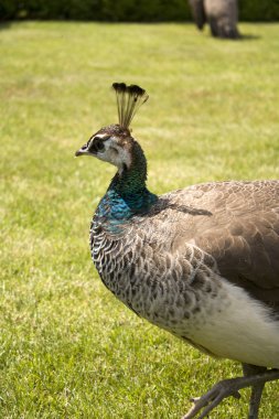 Peacock in castle park clipart