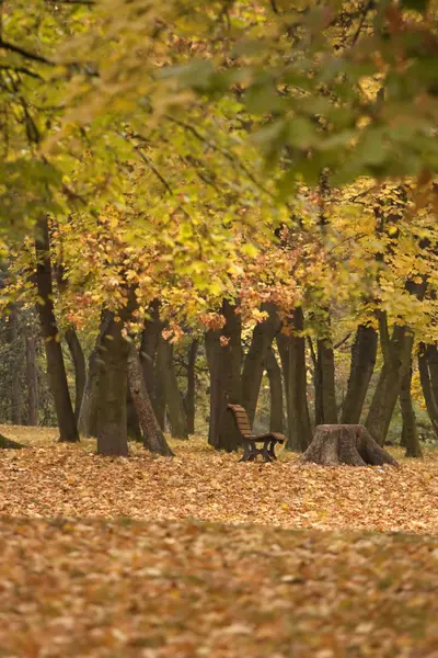 stock image Bench in park