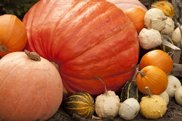 Pile of pumpkins — Stock Photo, Image