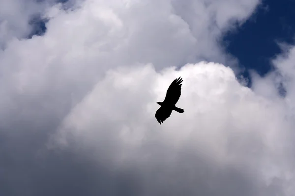 stock image Silhouette of a raptor