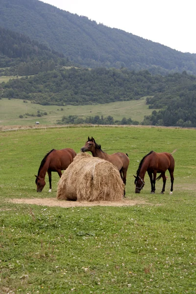 3頭の馬とわらのベール — ストック写真