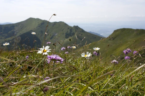 ほとんどの fatra 山の花 — ストック写真