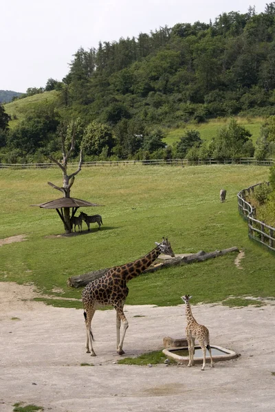 stock image Giraffes in zoo