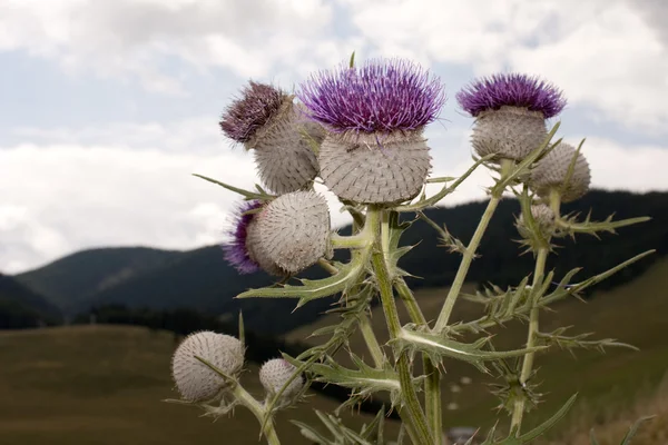 stock image Thistle