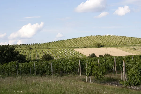 Vineyards of Palava — Stock Photo, Image