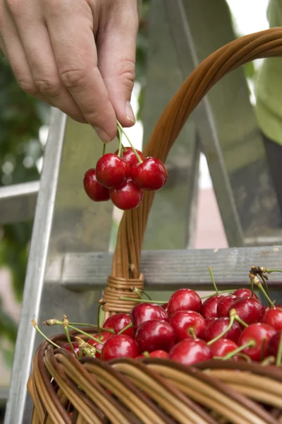 Cherries harvest — Stock Photo, Image