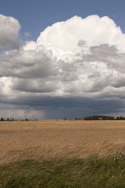 嵐の中で小麦畑 — ストック写真