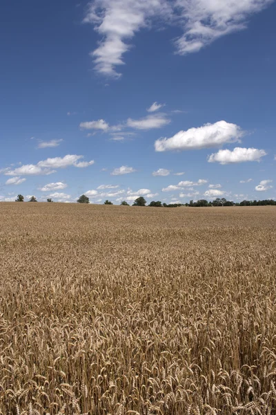 Pole pšenice — Stock fotografie