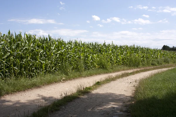 Orelhas de milho por uma estrada — Fotografia de Stock