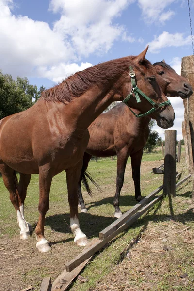 Deux chevaux à une clôture — Photo