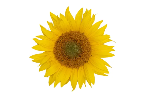 stock image Sunflower