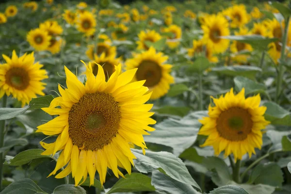 stock image Sunflower field