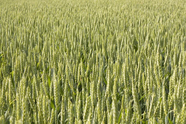 Zelená pšenice — Stock fotografie