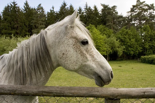 ローンの馬 — ストック写真