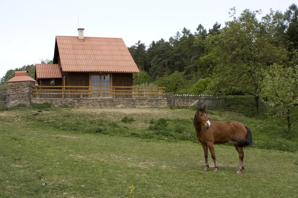 Εξοχικό σπίτι και καφέ άλογο — Φωτογραφία Αρχείου