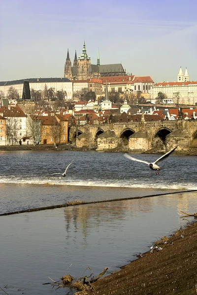 Castillo de Praga y puente de Carlos —  Fotos de Stock