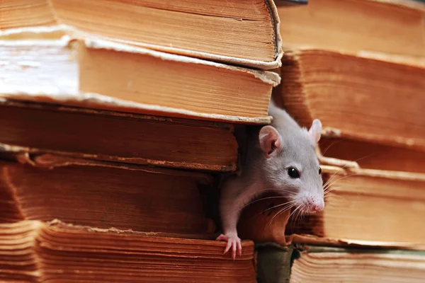 Patkány a könyvtár — Stock Fotó