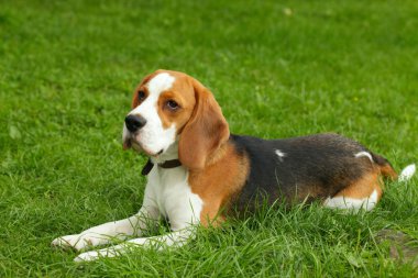 Beagle clipart