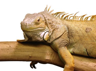 Iguana