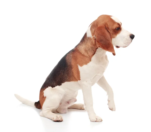 Cachorro Beagle —  Fotos de Stock