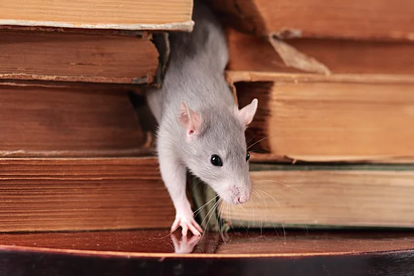 Rat in library — Stock Photo, Image
