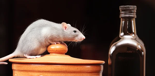 Szczur w kuchni — Zdjęcie stockowe