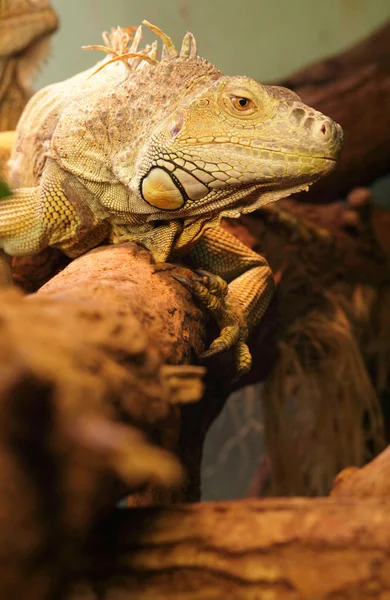 Stock image Iguana