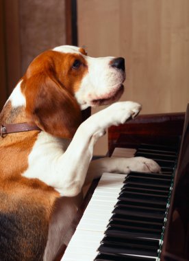 Beagle clipart