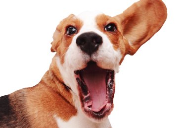 Beagle puppy clipart