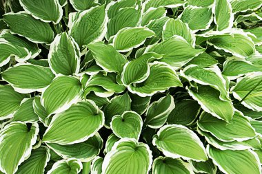 Hosta gümüş crown