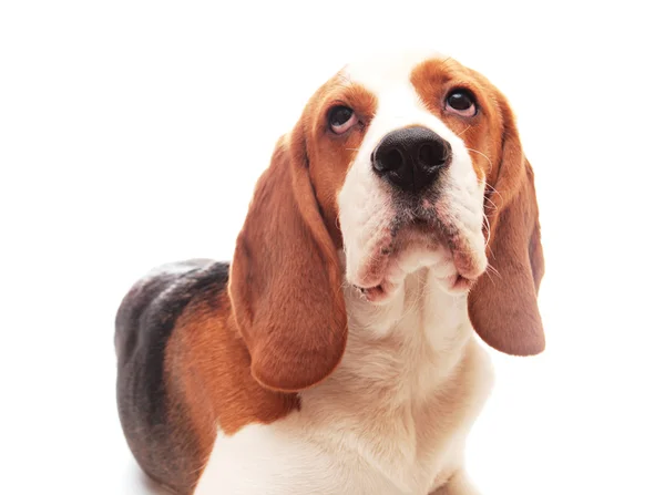 Beagle puppy — Stock Photo, Image