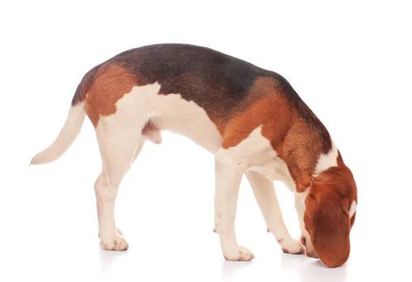 Beagle-Welpe — Stockfoto