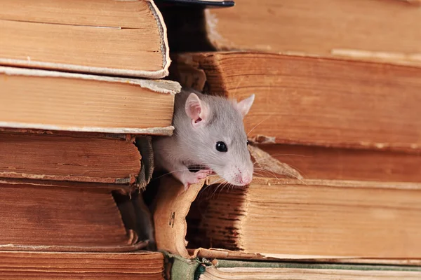 Krysa v knihovně — Stock fotografie