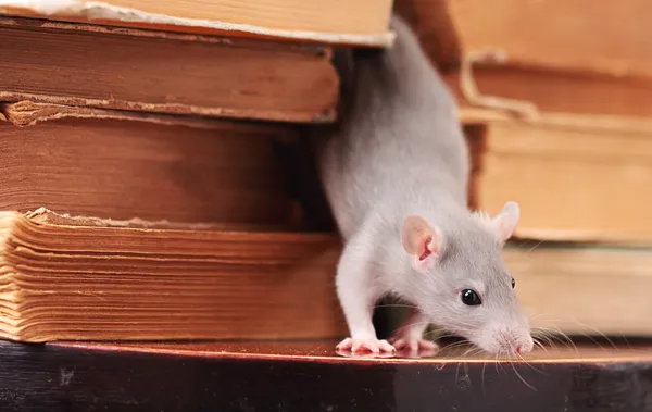 Rato na biblioteca — Fotografia de Stock