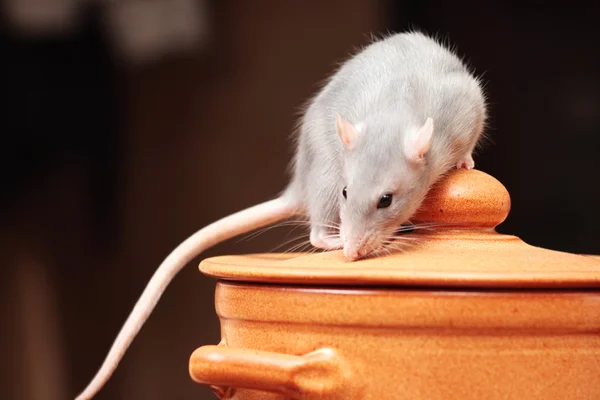 Крыса на кухне — стоковое фото