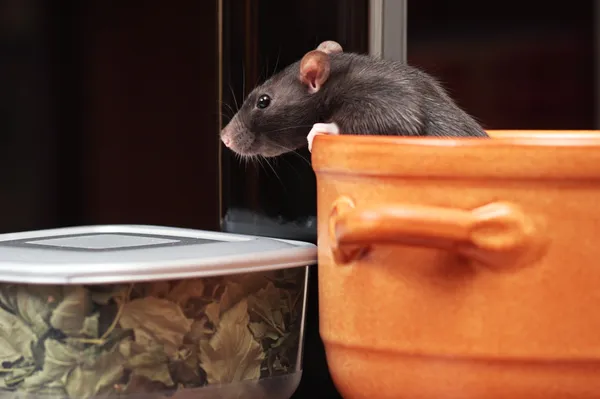 Rato na cozinha — Fotografia de Stock