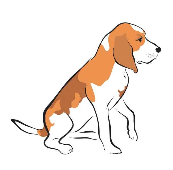 Beagle puppy — Stock Vector