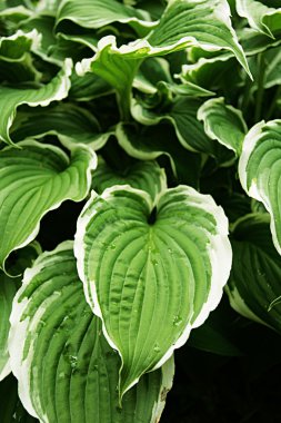 Hosta gümüş crown