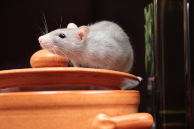 Rat in kitchen clipart