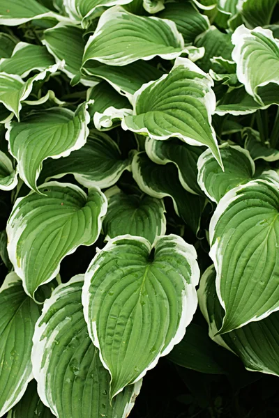 stock image Hosta Silver Crown