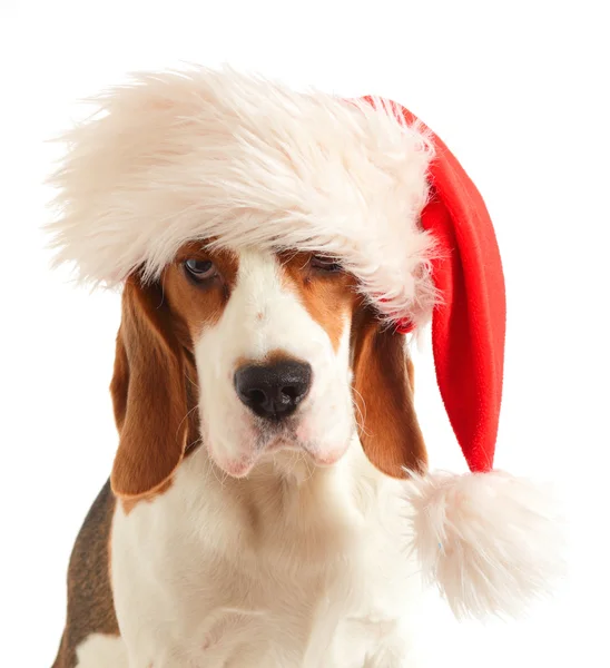 Beagle in red hat — Stock Photo, Image