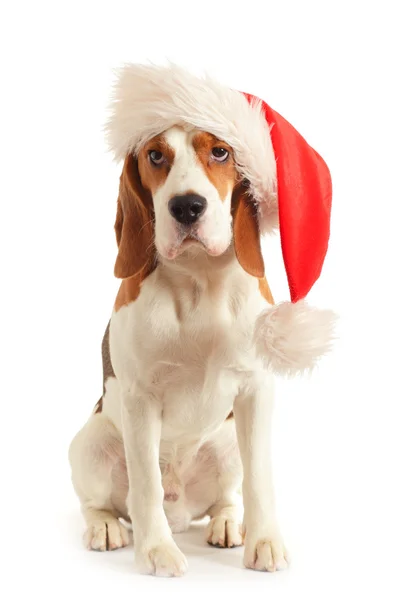 Beagle in cappello rosso — Foto Stock