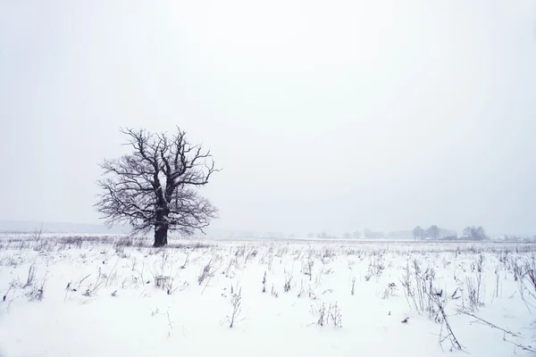 stock image Snowfall.