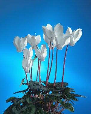 White cyclamen clipart